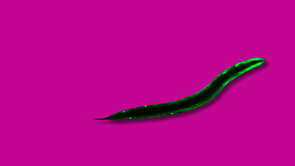 C. elegans marcato con GFP