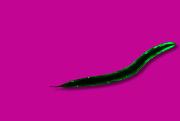 C. elegans marcato con GFP