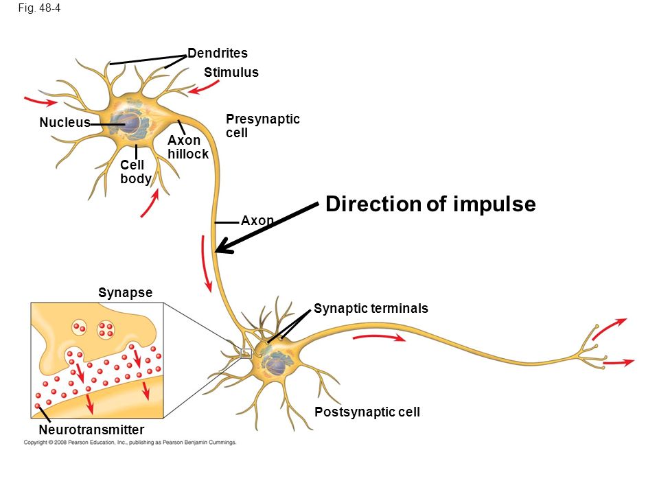 sinapsi1